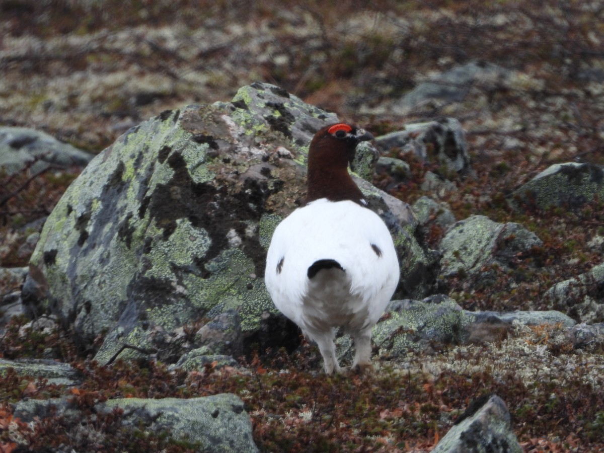 Willow Ptarmigan - ML619890520