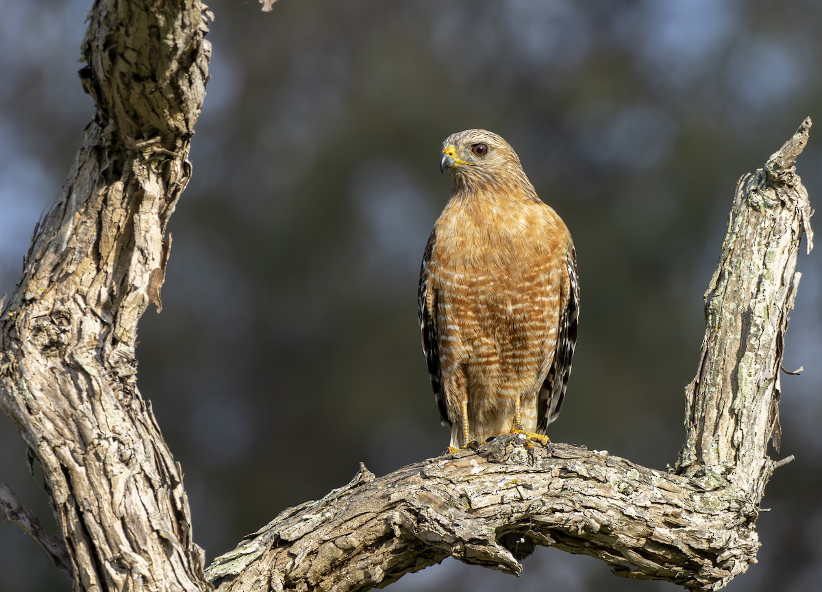 Red-shouldered Hawk - ML619890533