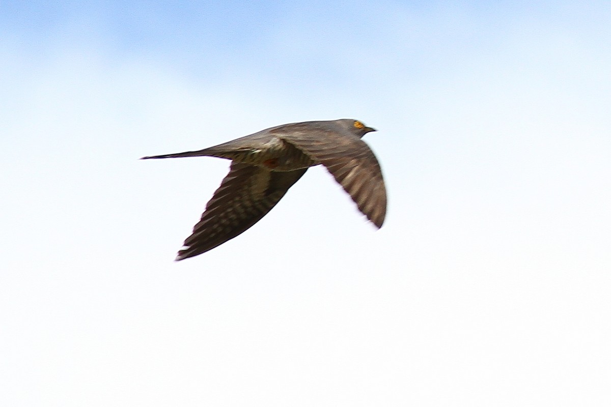 Common Cuckoo - ML619890540