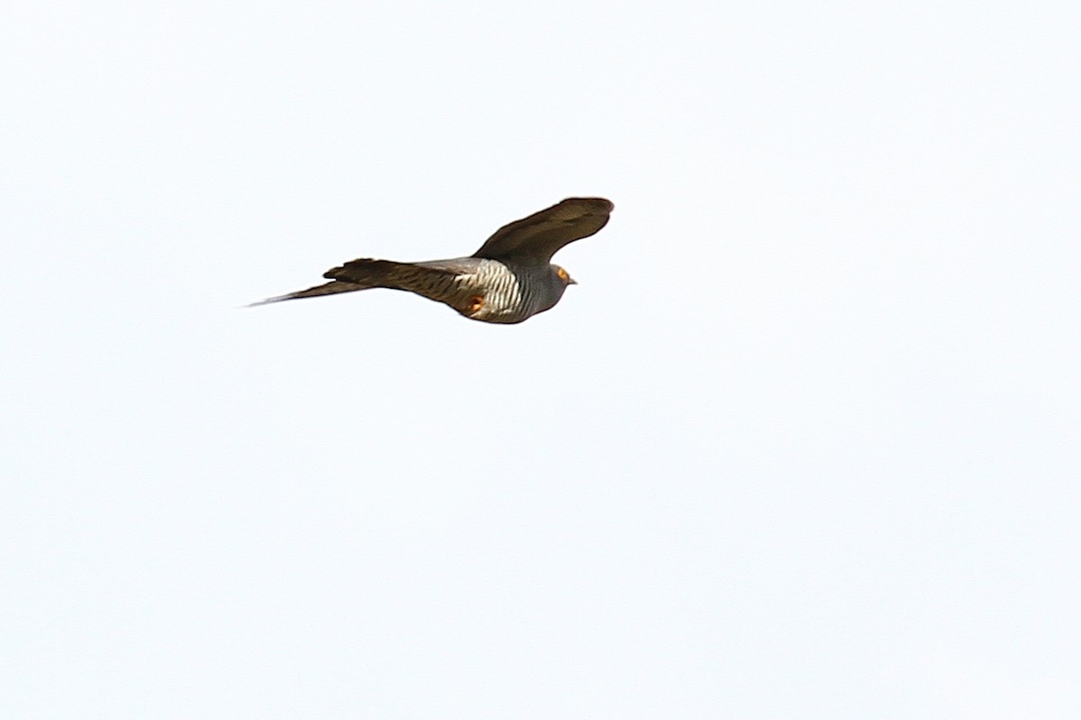 Common Cuckoo - ML619890541