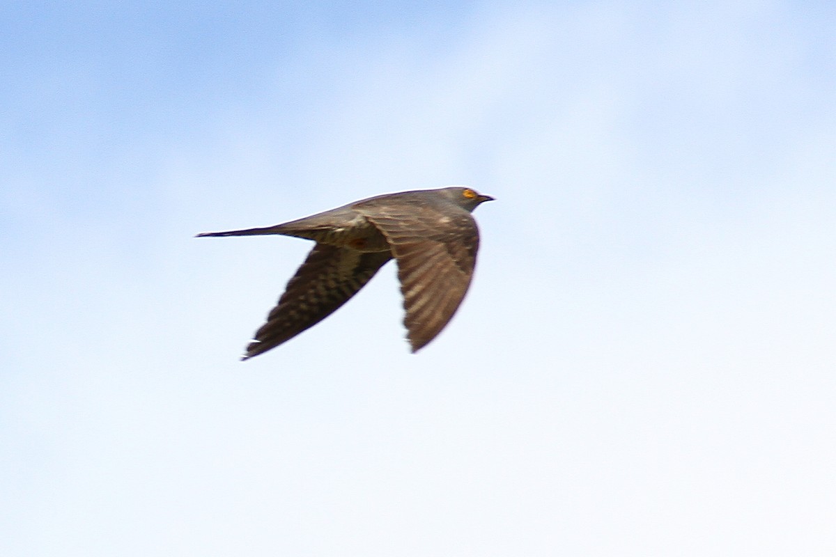 Common Cuckoo - ML619890542