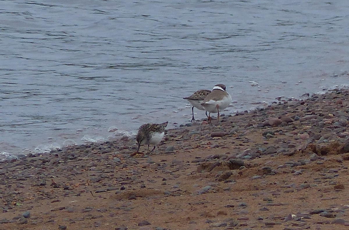 Semipalmated Sandpiper - ML619890548