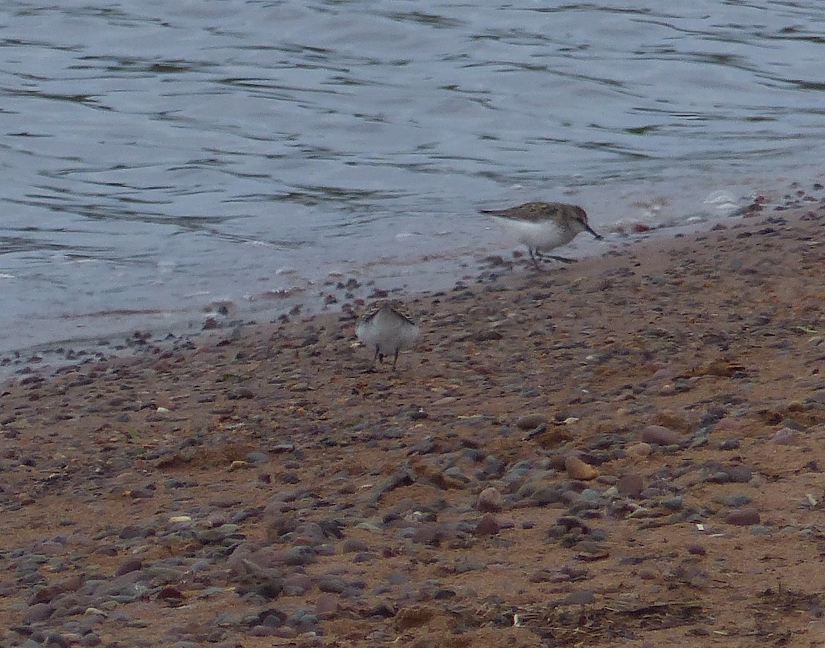 Semipalmated Sandpiper - ML619890549