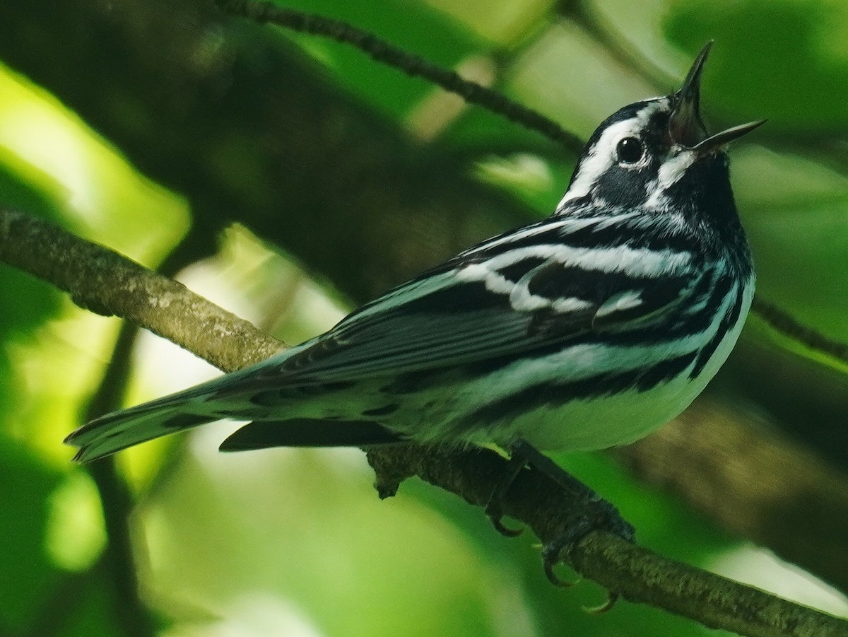 Black-and-white Warbler - ML619890553