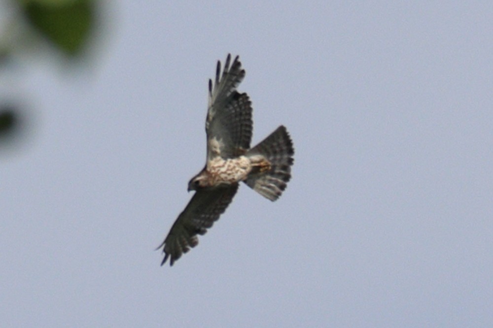 Broad-winged Hawk - ML619890555