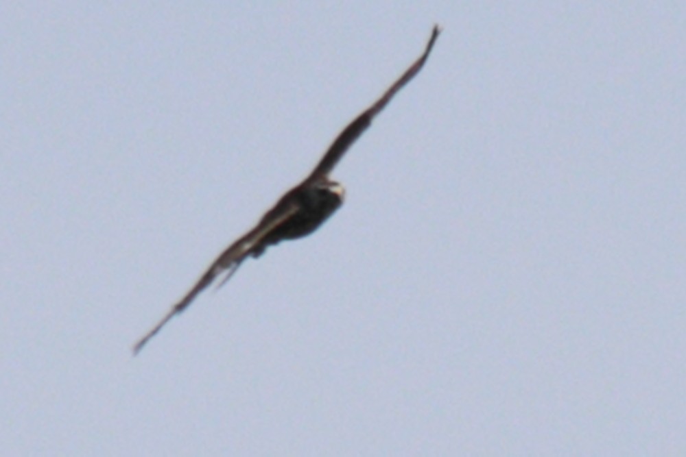Broad-winged Hawk - ML619890558