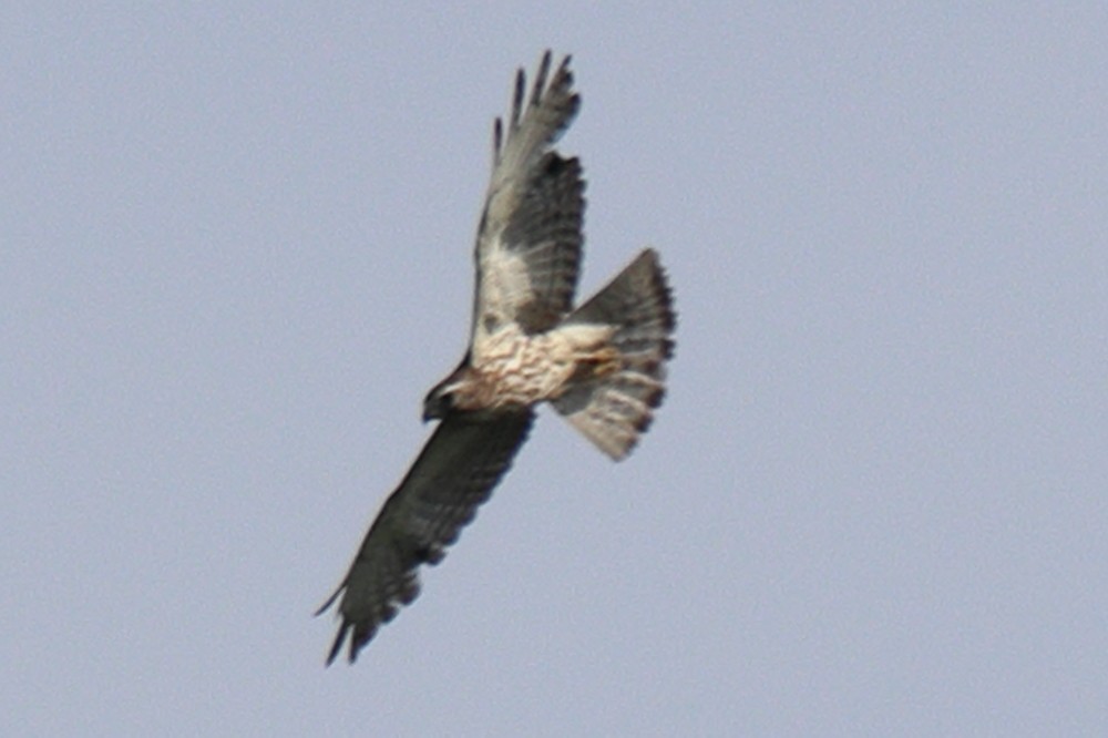 Broad-winged Hawk - ML619890559