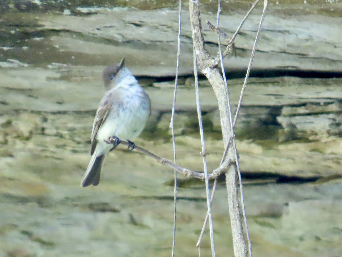 Eastern Phoebe - ML619890560