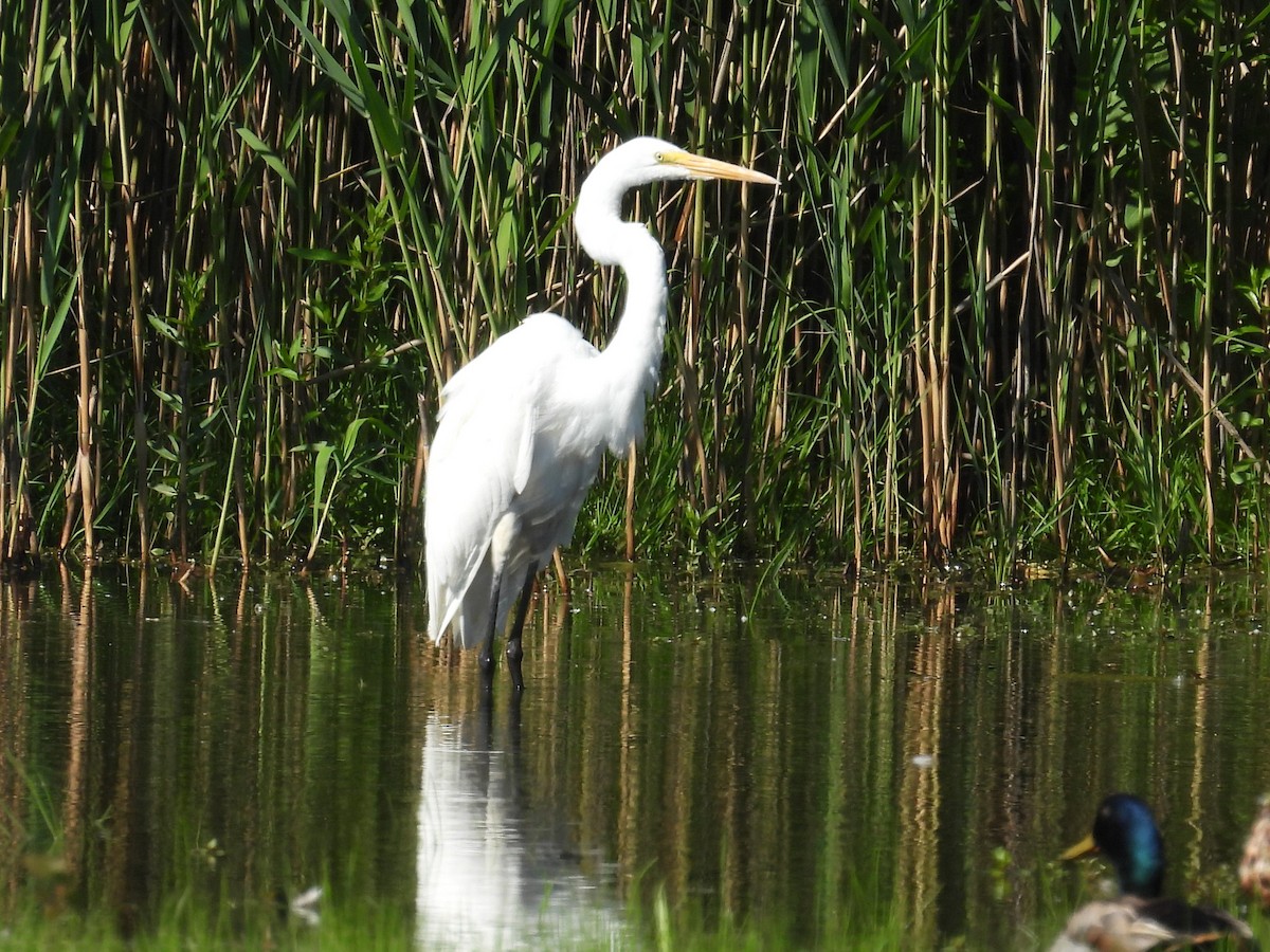 Great Egret - ML619890565