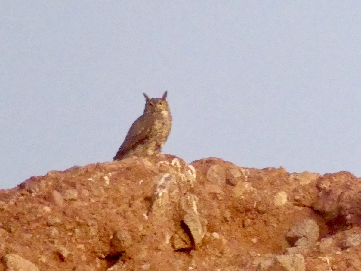 Great Horned Owl - ML619890569