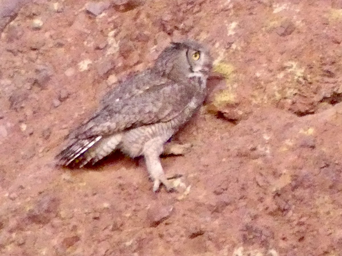 Great Horned Owl - ML619890570