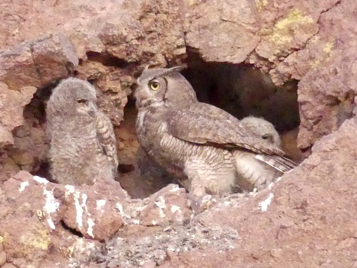Great Horned Owl - ML619890571