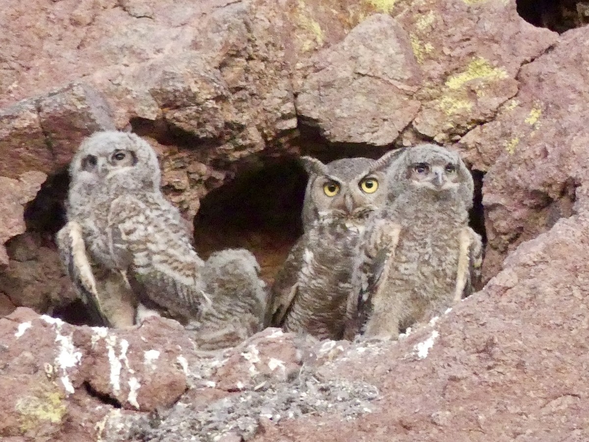 Great Horned Owl - ML619890572