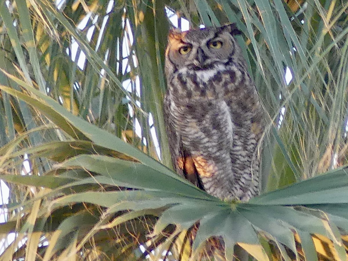 Great Horned Owl - ML619890573