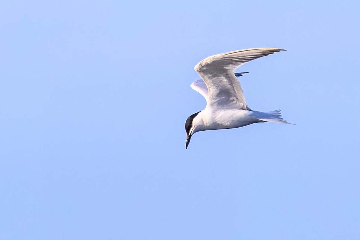Gull-billed Tern - ML619890594
