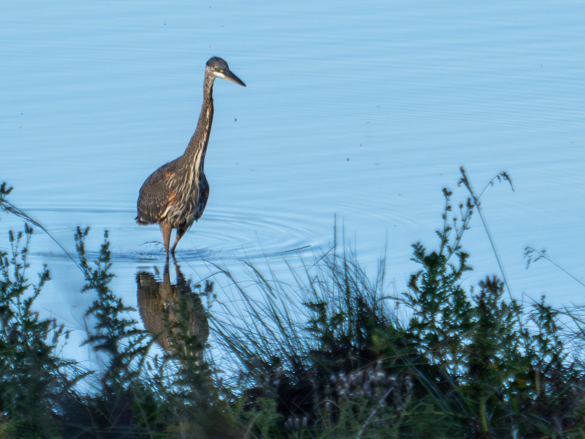 Great Blue Heron - ML619890632