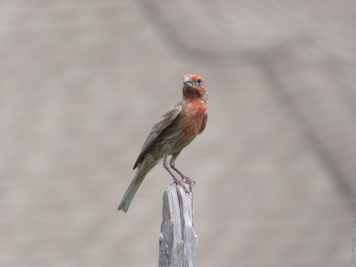 House Finch - ML619890643