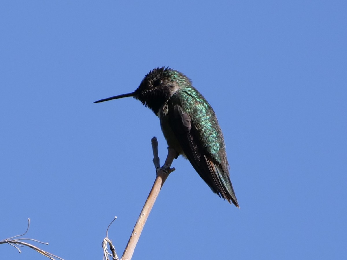 Broad-tailed Hummingbird - ML619890645