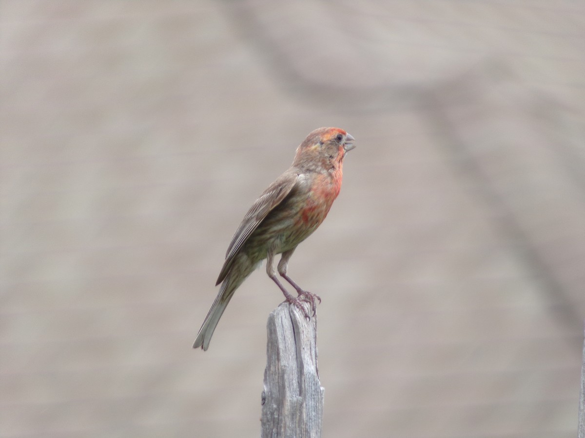 House Finch - ML619890647