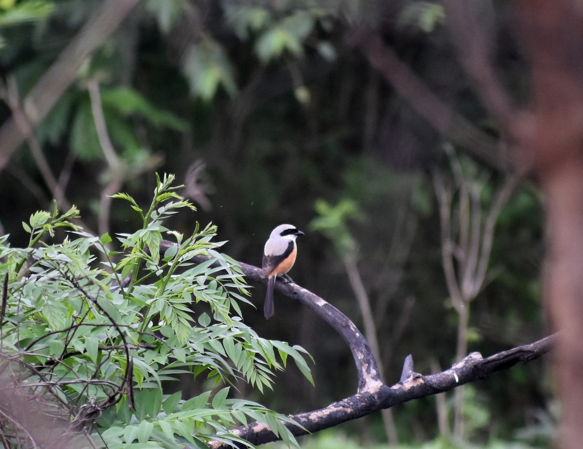 Long-tailed Shrike - ML619890663