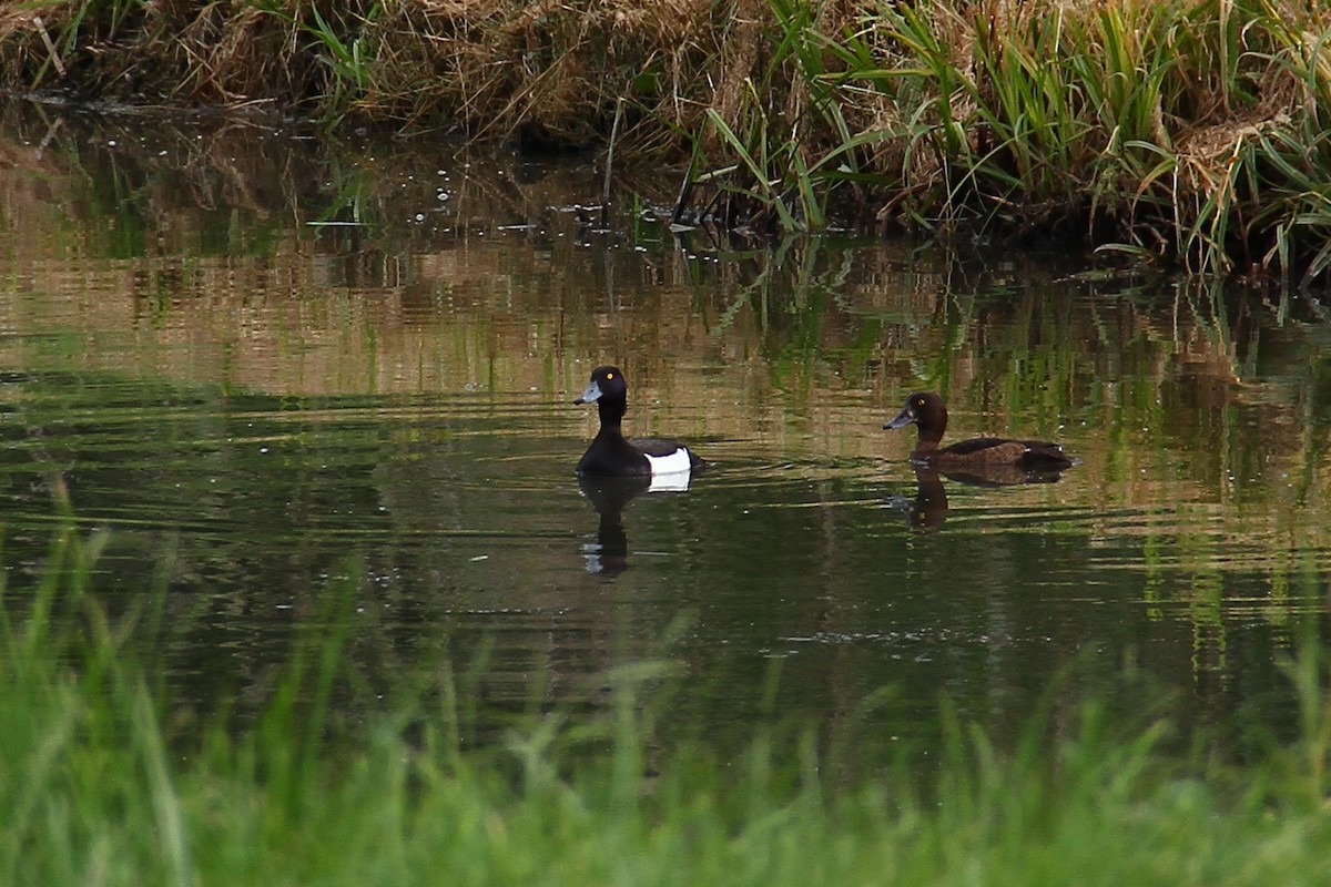 Tufted Duck - ML619890679