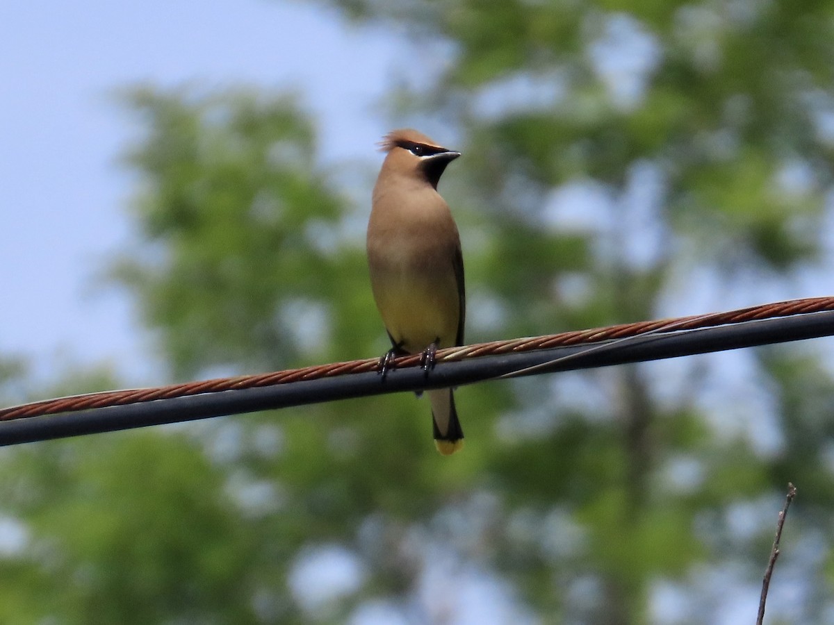 Cedar Waxwing - ML619890681