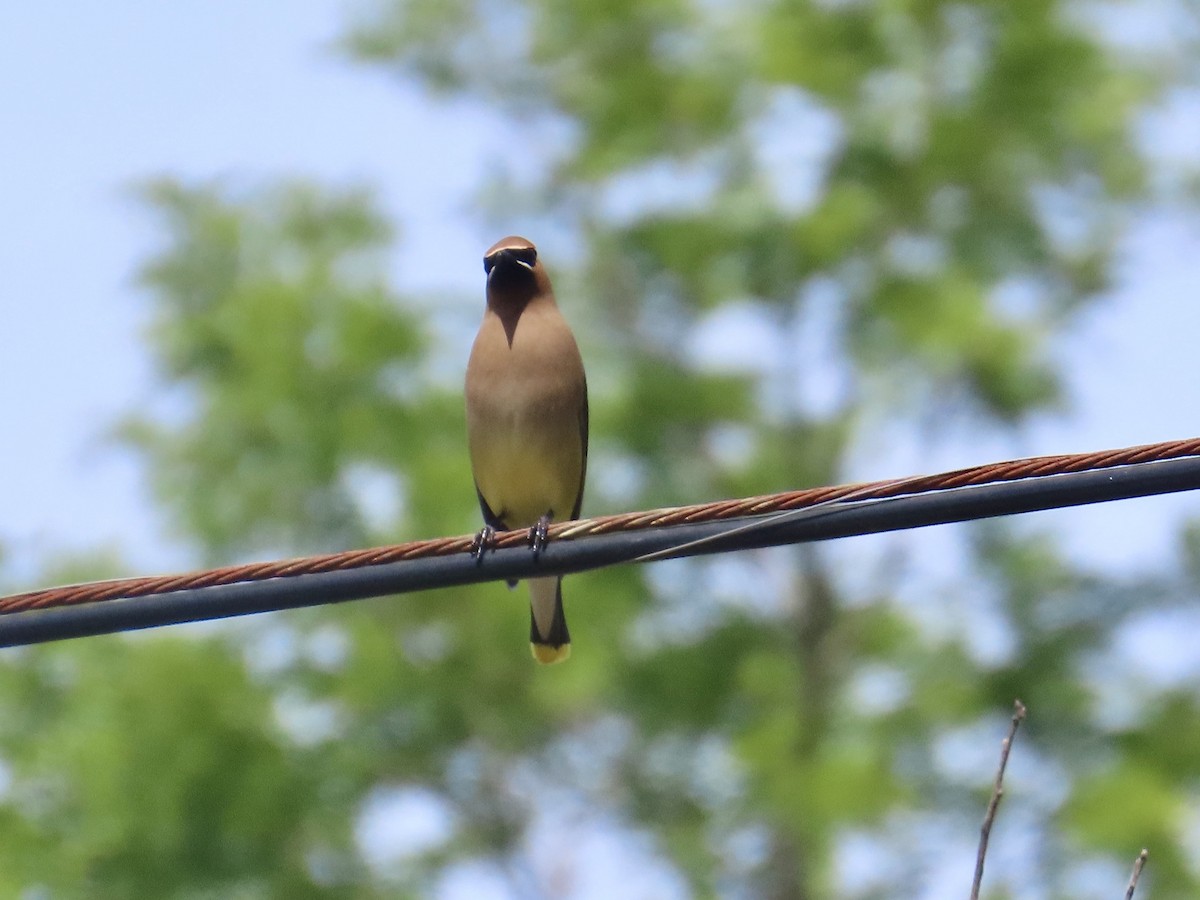 Cedar Waxwing - ML619890682