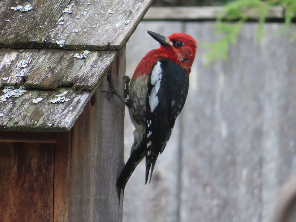 Red-breasted Sapsucker - ML619890688