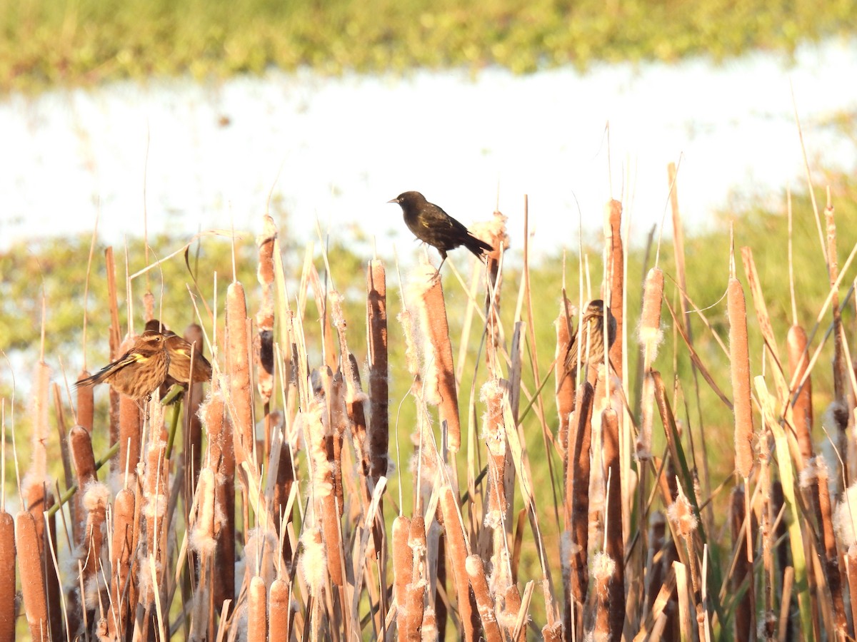 Yellow-winged Blackbird - ML619890694