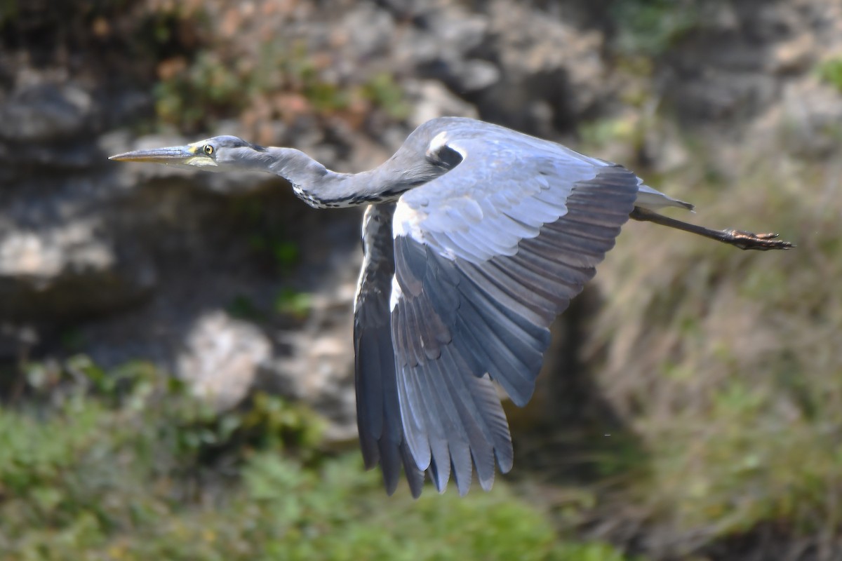 Gray Heron - ML619890717