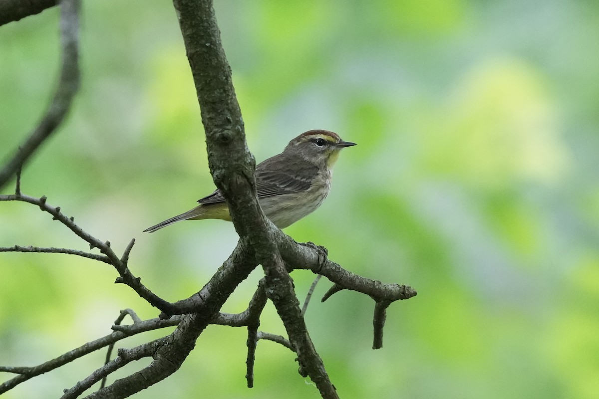 Paruline à couronne rousse - ML619890720