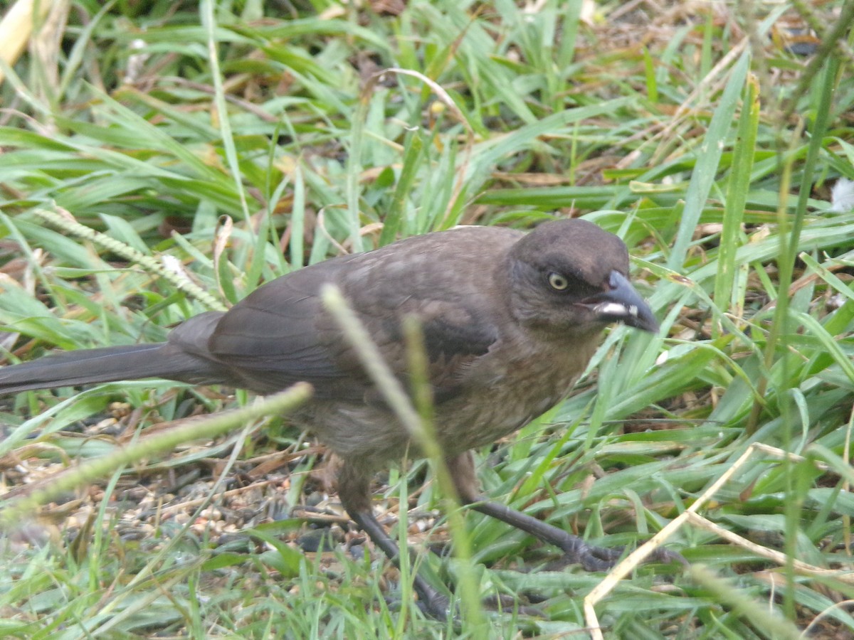 Common Grackle - ML619890725