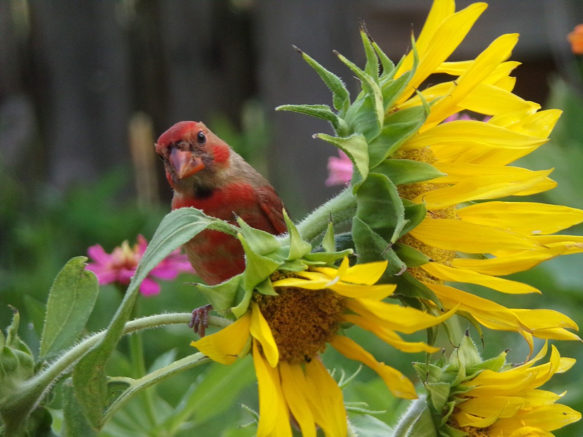 Northern Cardinal - ML619890742