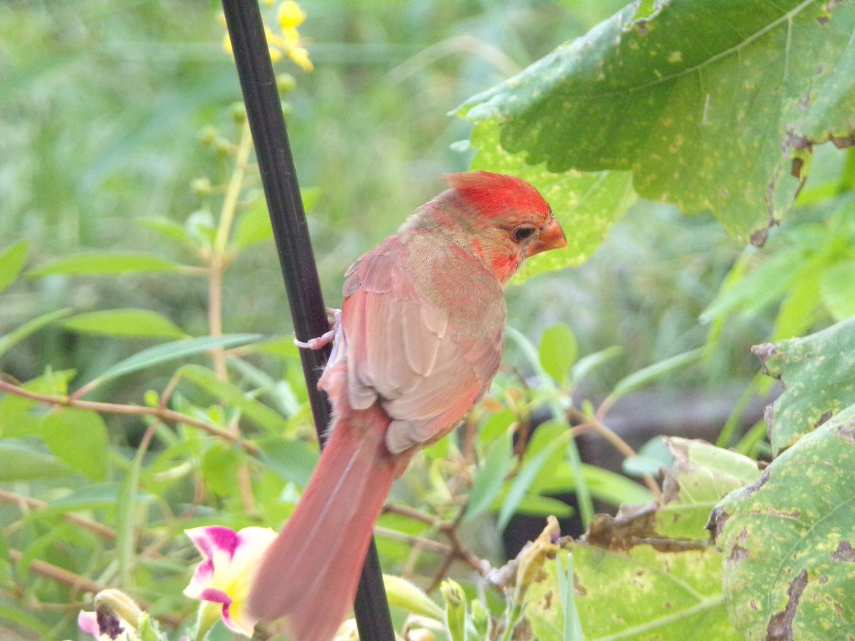 Northern Cardinal - ML619890743