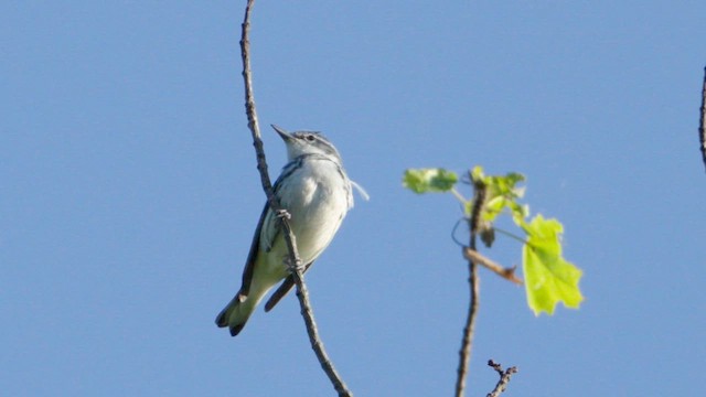 Paruline azurée - ML619890764