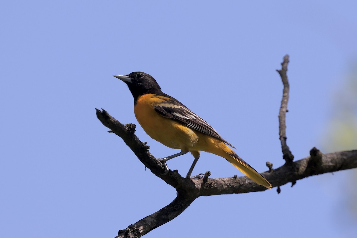 Baltimore Oriole - ML619890781