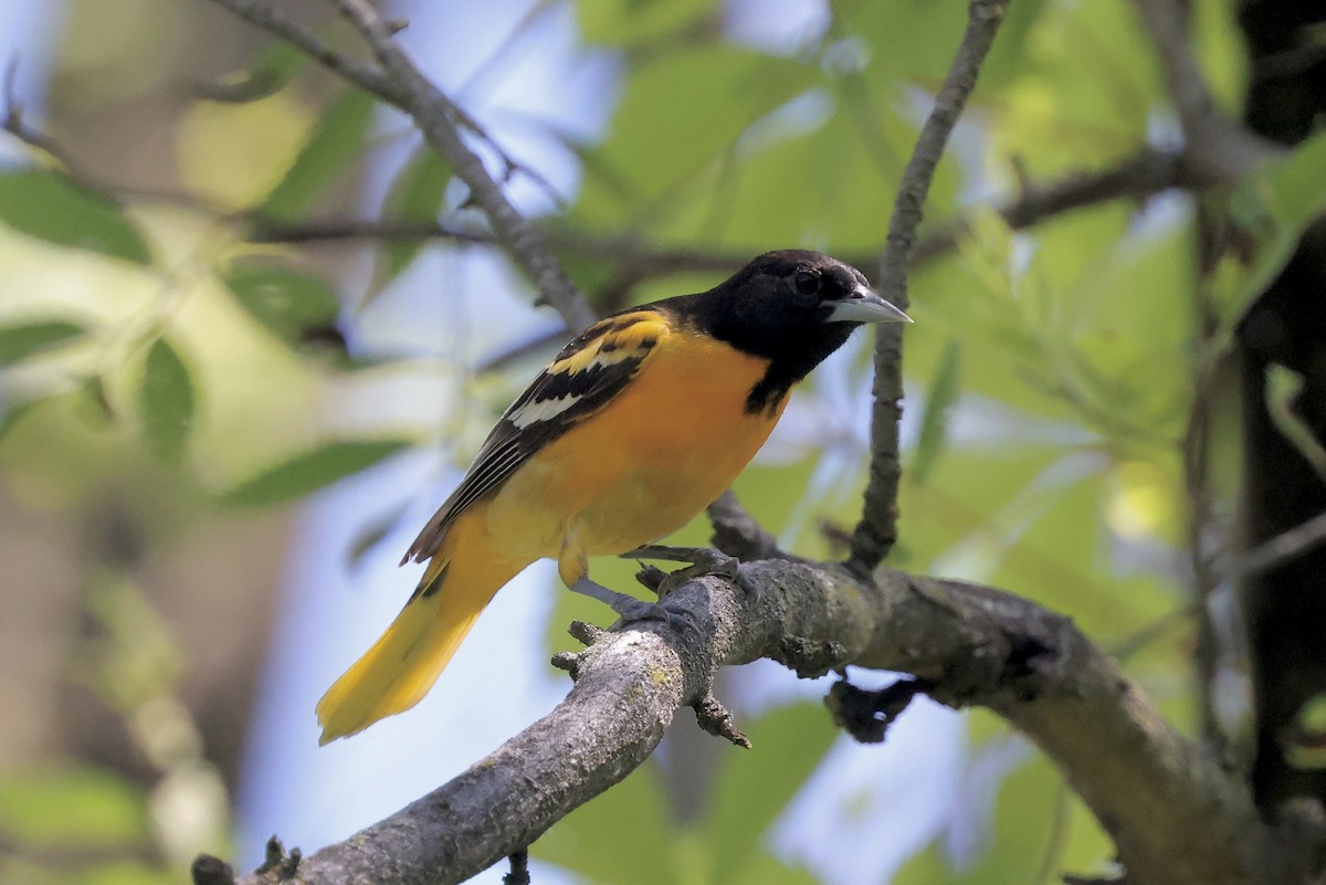 Baltimore Oriole - ML619890782