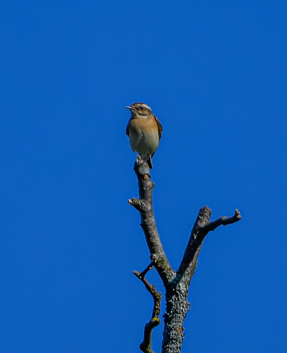 Braunkehlchen - ML619890784