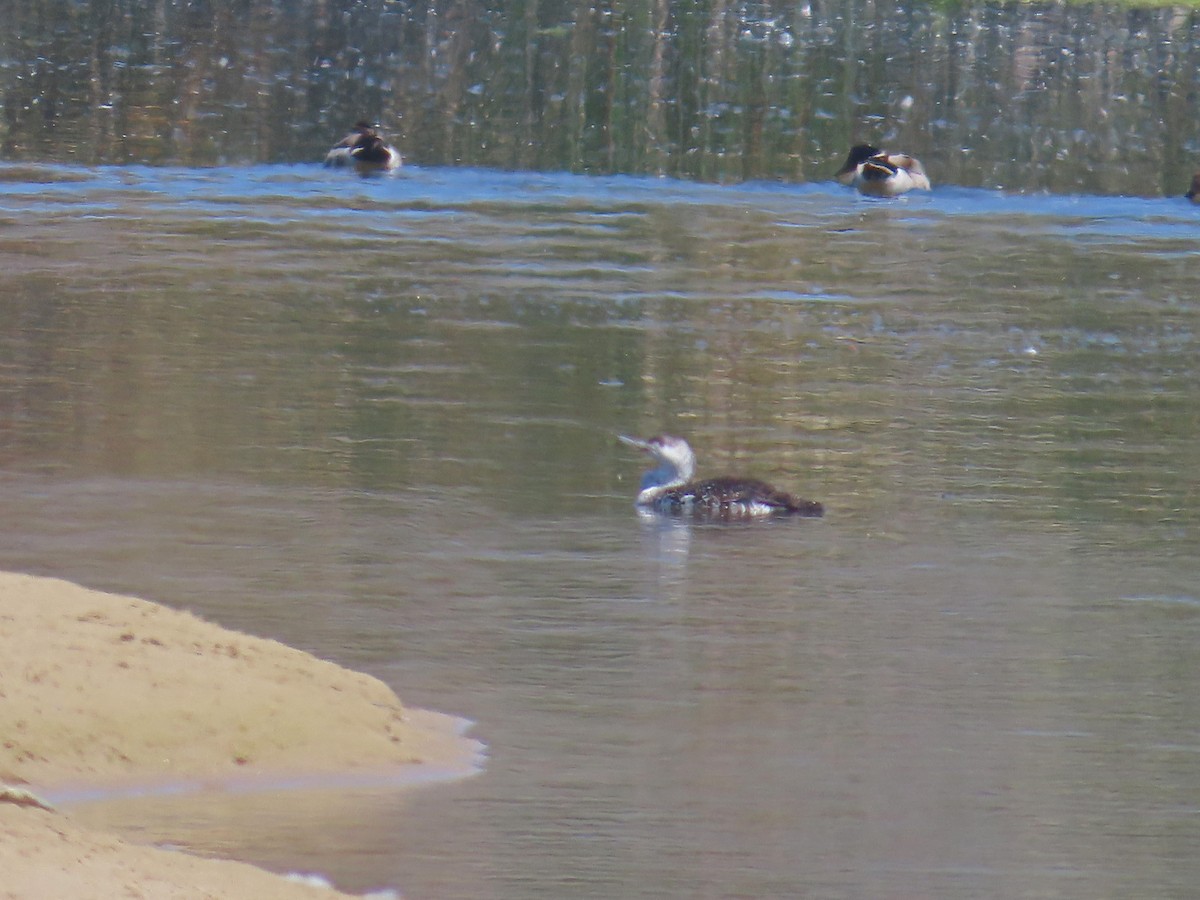 Red-throated Loon - ML619890793