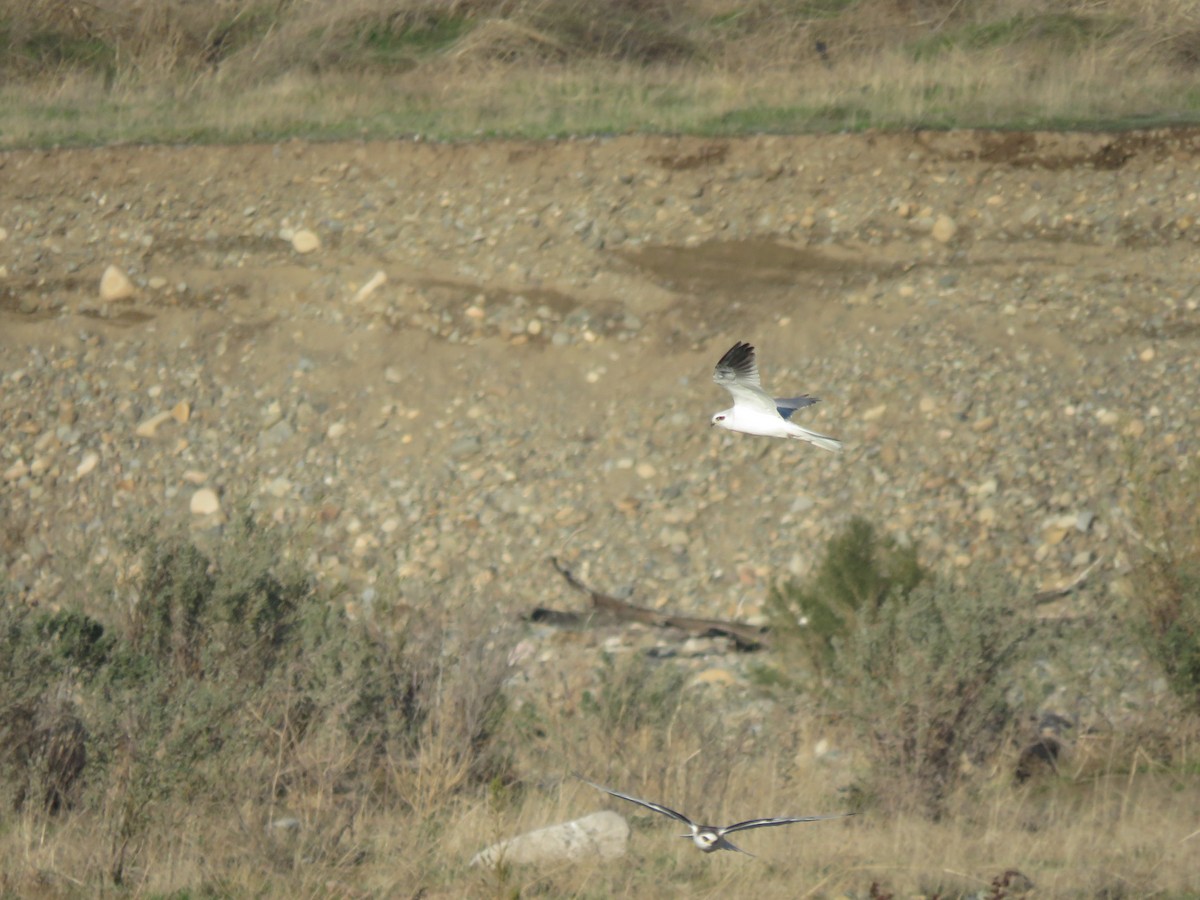 White-tailed Kite - ML619890796