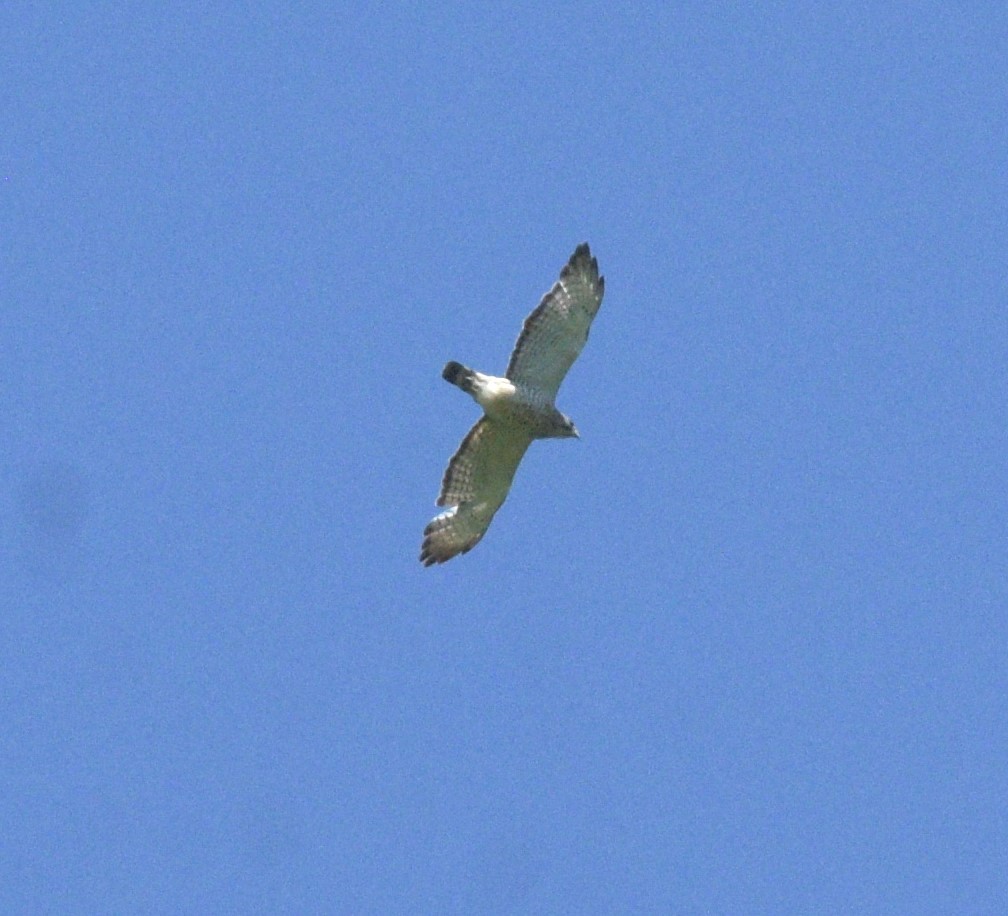 Broad-winged Hawk - ML619890798