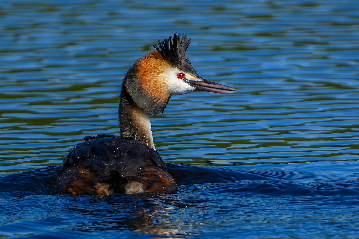 Great Crested Grebe - ML619890800