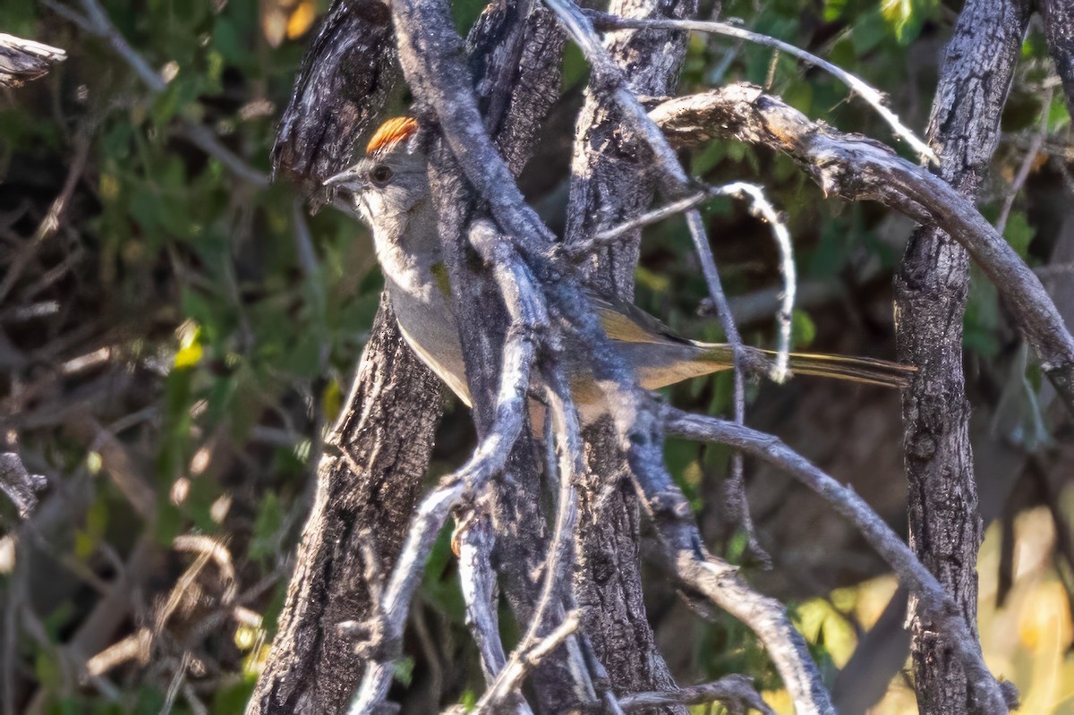 Green-tailed Towhee - ML619890807