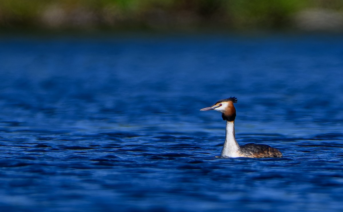 Great Crested Grebe - ML619890810