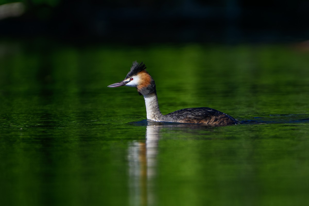 Great Crested Grebe - ML619890818