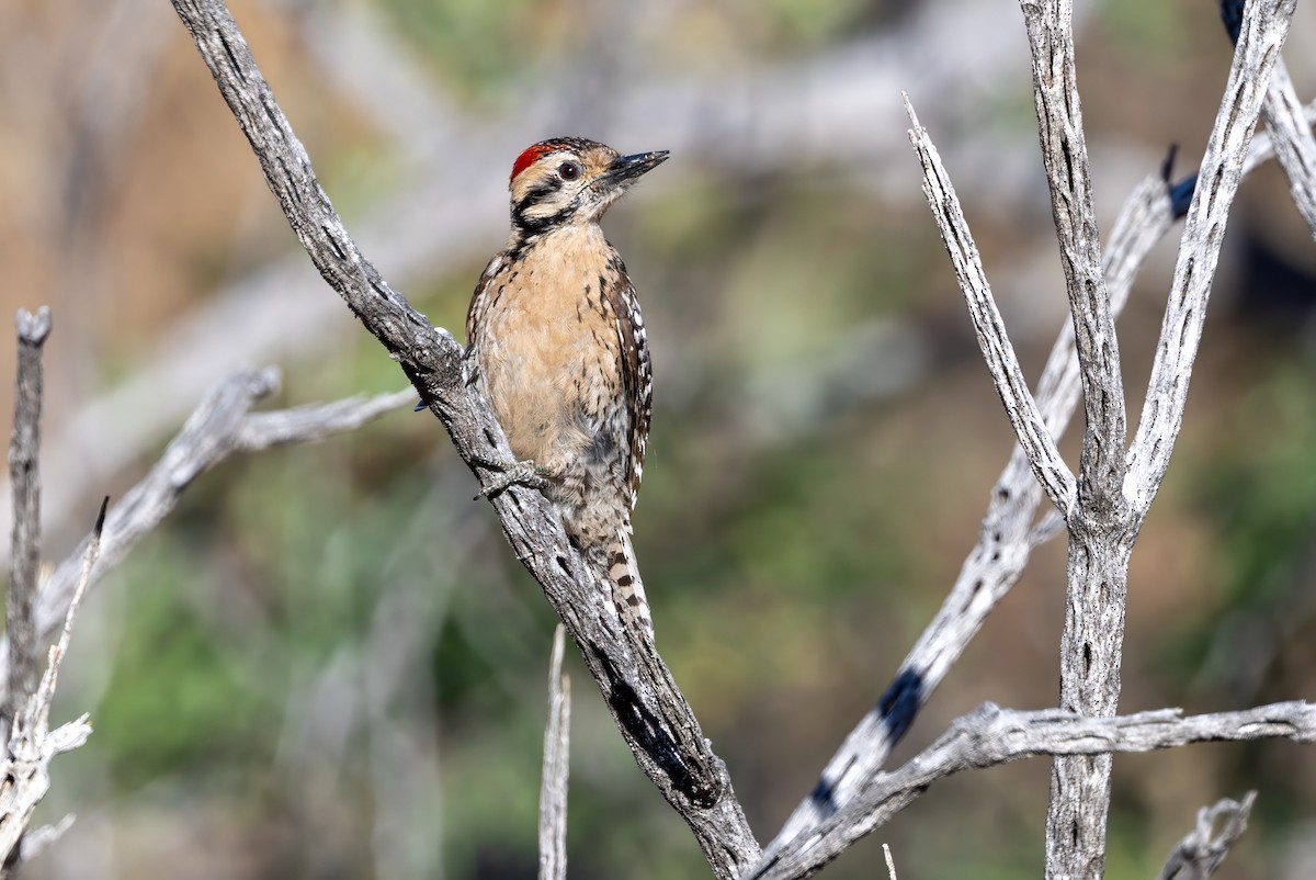 Ladder-backed Woodpecker - ML619890838