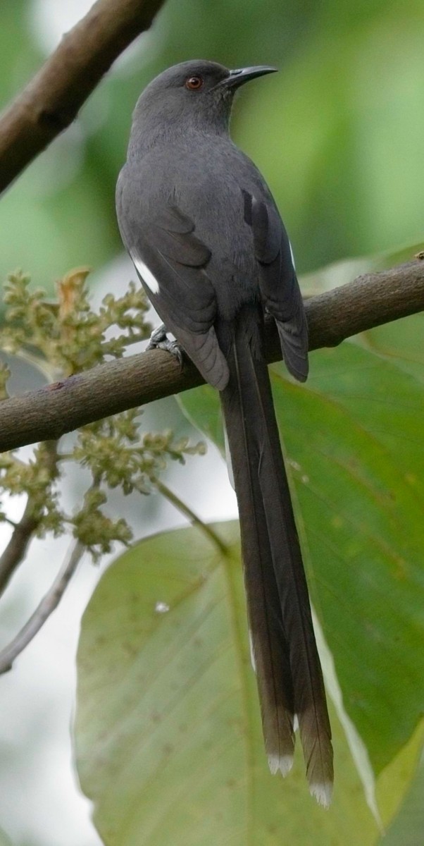 Long-tailed Sibia - ML619890859