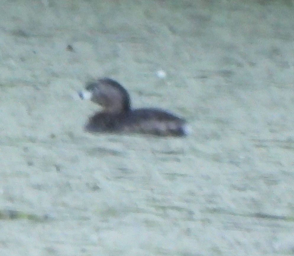 Pied-billed Grebe - ML619890874