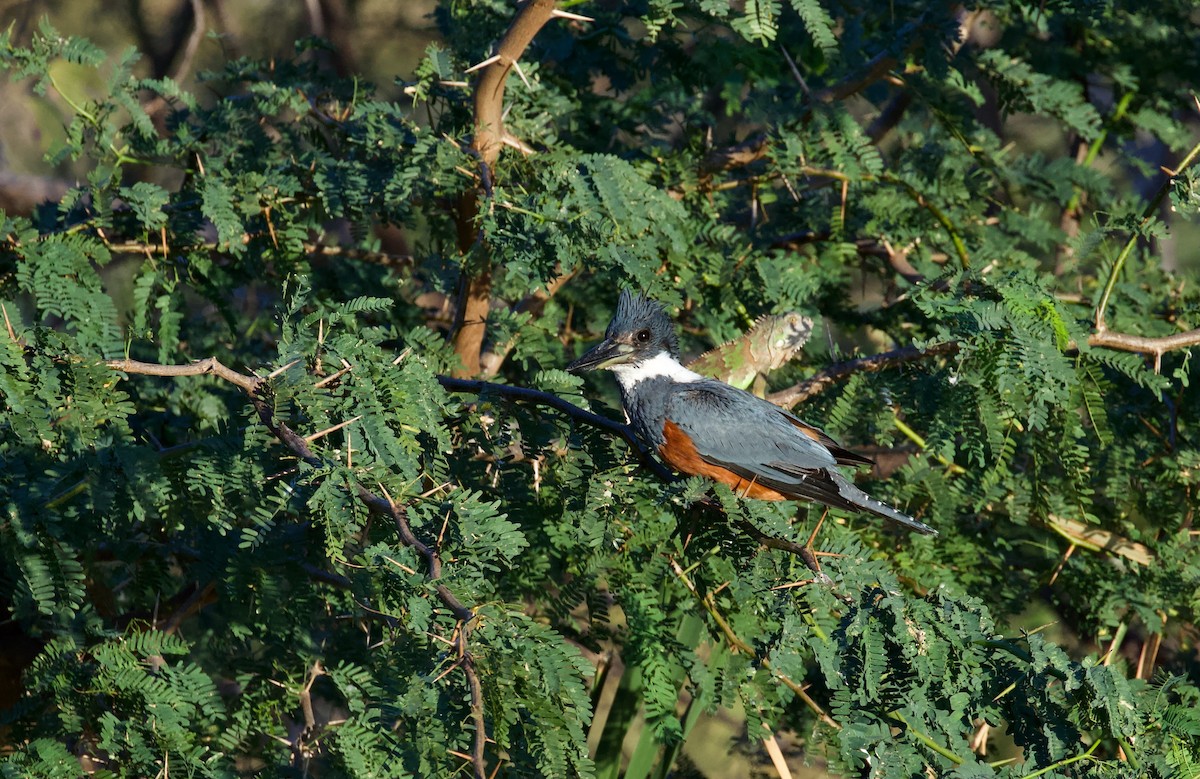 Ringed Kingfisher - ML619890880