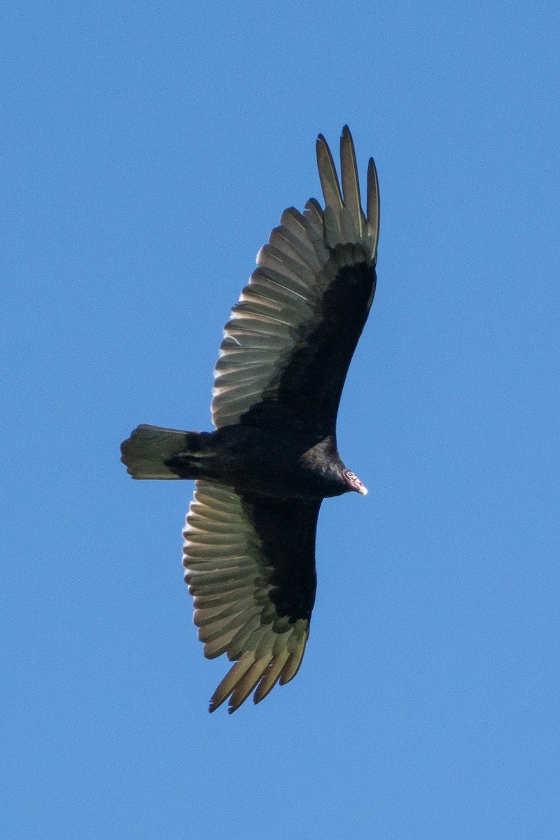 Turkey Vulture - ML619890883